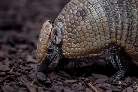 Armadillo de cola desnuda/ Foto: cortesía