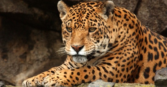 El "Plan de acción para la conservación del Jaguar" es una herramienta que busca garantizar la supervivencia del felino / Foto: cortesía Ministerio de Ambiente