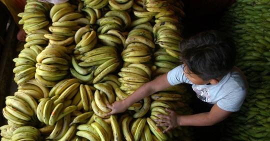 La inspección fitosanitaria rusa indicó que se suspenda temporalmente la certificación de exportación de plátanos debido a la presencia de moscas jorobadas / Foto: EFE