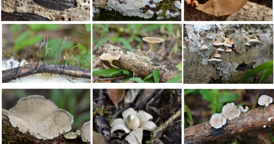  El proyecto científico ejecutando varias expediciones en los ecosistemas de todo Ecuador, logrando identificar esta especie únicamente en la ciudad de Loja / Foto: cortesía UTPL
