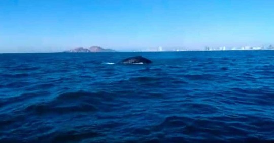 El ejemplar, de unos 18 metros de longitud, fue visto el pasado domingo 22 de enero en los alrededores de la Isla de la Plata / Foto: EFE