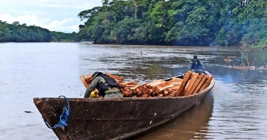 La tala ilegal de madera, un problema incontrolable en la Amazonía / Cortesía del Ejército Ecuatoriano