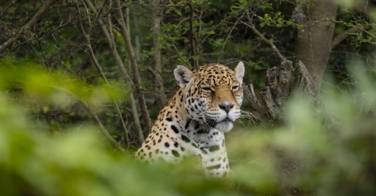 Actualmente se refugian individuos de 31 especies cuyo hábitat está en la región amazónica / Foto: cortesía Zoológico de Guayllabamba