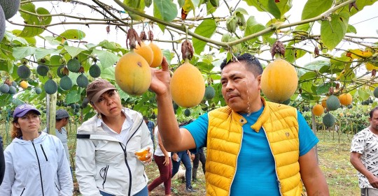 9 mil kilogramos han sido exportados en las últimas semanas/ Foto: cortesía FAO