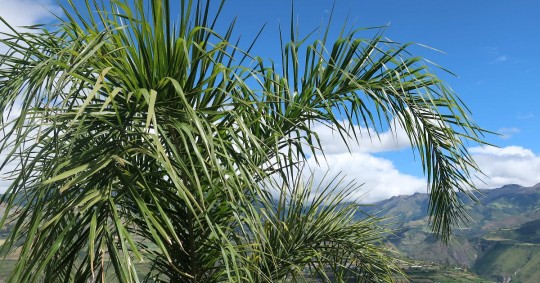 Ecuador ha sembrado más de 300 palmas de cera, hogar de esas pequeñas aves/ Foto: cortesía EFE