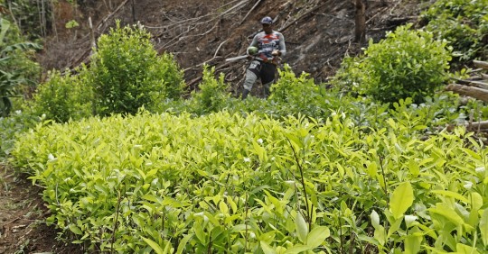 El informe también alerta de un incremento del 24 % la producción potencial de clorhidrato de cocaína/ Foto: EFE