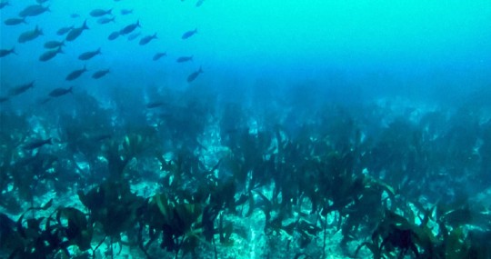 Los quelpos son algas pardas, famosas por alcanzar tamaños muy grandes y que en altas densidades forman bosques marinos / Foto: cortesía Fundación Charles Darwin