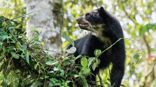 En la zona, ahora protegida, se encuentra el Corredor Ecológico del Oso Andino. Foto: Expreso