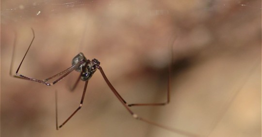 4 nuevas especies de arañas fueron registradas en Napo y Pastaza / Foto: Cortesía