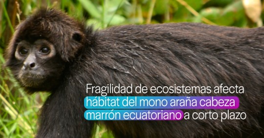 Fragilidad de los ecosistemas afectará el hábitat del mono araña de cabeza marrón ecuatoriano / Foto: Cortesía INABIO