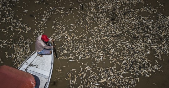 Miles de peces muertos aparecieron flotando este jueves en las lagunas de la Reserva Ambiental de Desarrollo Sostenible del Lago do Piranha, en Manacapuru/ Foto: cortesía EFE