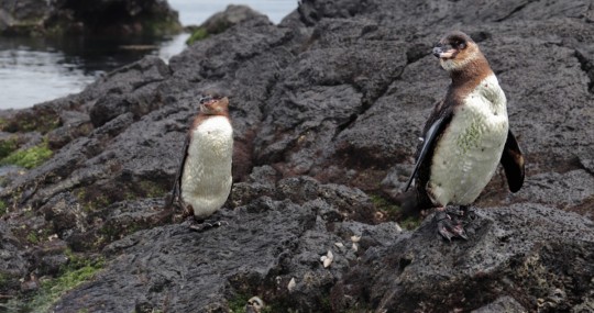 En la categoría de ‘Mejores lugares o destinos del Ecuador para visitar: Parques de Reserva Nacional’ / Foto: cortesía Parque Nacional Galápagos