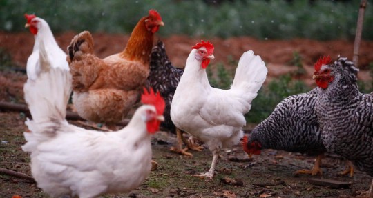 El primer caso de influenza aviar H5 se detectó en una granja de producción avícola en la provincia de Cotopaxi