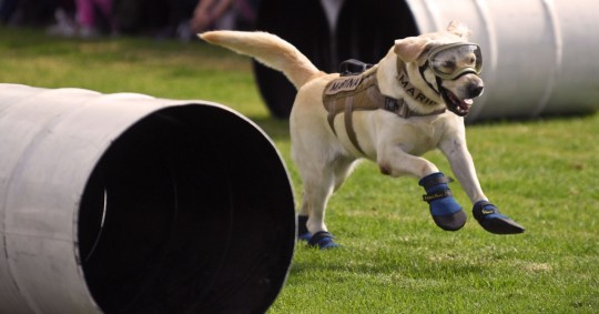 La Semar indicó que Frida mostró cualidades destacadas desde cachorra, cumpliendo en tiempo récord de ocho meses su entrenamiento / Foto: cortesía La Jornada