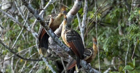 Aves en el Parque Yasuní, Ecuador / Foto: EFE