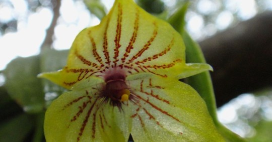 Telipogon es un género diverso de orquídeas neotropicales que abarca aproximadamente 240 especies / Foto: cortesía 