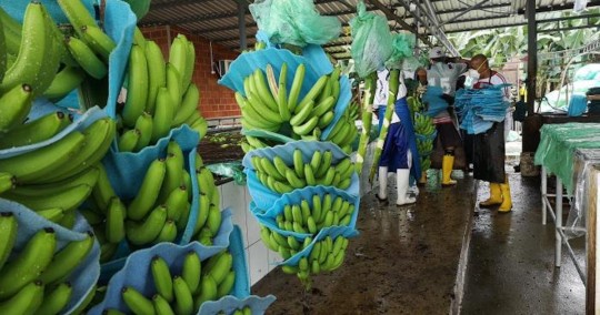 Bananeros piden auxilio ante colapso de ventas a Rusia y Ucrania / Foto: Google Images