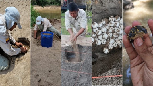 742 huevos de tortuga charapa fueron recolectados en el Yasuní. / Foto: Cortesía Ministerio de Ambiente