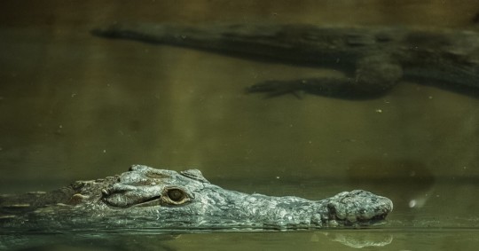 El QuitoZoo cuenta ahora con un área de aproximadamente 300 metros cuadrados, especialmente destinada para estos cocodrilos/ Foto: Cortesía Quitozoo