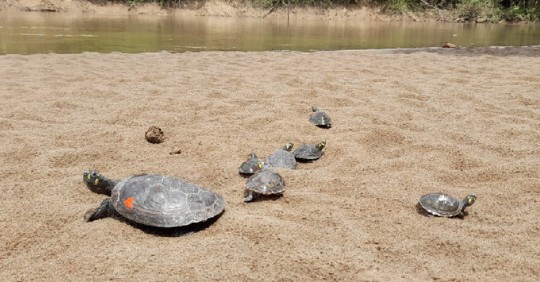 29 especies de vida silvestre volvieron a su hábitat en el Yasuní / Foto: Cortesía Ministerio de Ambiente
