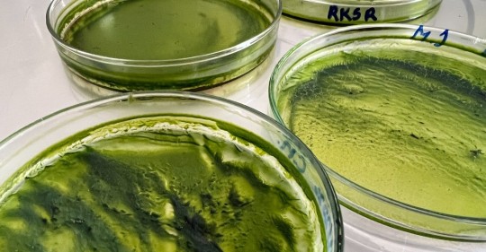 ¿Cuál es el papel del CO2 en la nutrición de microalgas para el sector energético? / Foto: IIGE