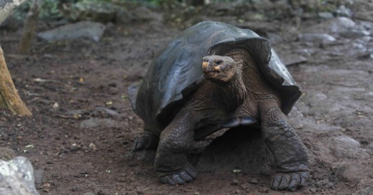 Especie de tortuga gigante fue descubierta en Galápagos / Foto: cortesía ministerio de Ambiente
