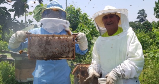 La apicultura crece en Napo / Foto: cortesía Ministerio de Agricultura