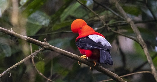 Prácticamente una tercera parte de las 1.670 especies de aves que habitan en Ecuador pueden verse en su capital y en sus parroquias rurales aledañas / Foto: EFE