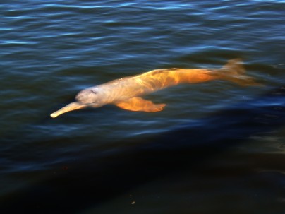 El delfín rosado de río (Inia araguaiaensis), nativo de la cuenca del Araguaia (Brasil,) fue descubierto en 2014.  Foto: La Hora