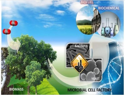 Los microorganismos facilitan la conversión de biomasa en bioenergía (IIGE, 2020).