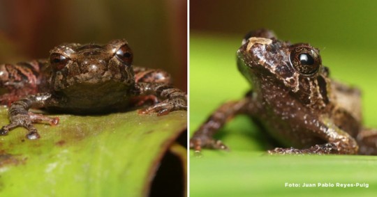 Dos nuevas especies de ranas fueron descubiertas en el Corredor Ecológico Llanganates-Sangay / Foto: cortesía Ministerio de Ambiente