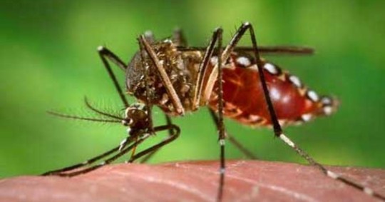 El Instituto Nacional de Investigación en Salud Pública (Inspi) ha desarrollado un proyecto piloto de "esterilización por irradiación del mosquito Aedes aegypti" / Foto: cortesía