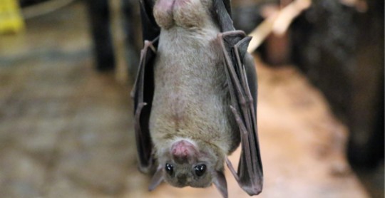 Una nueva especie de murciélago fue descubierta en Zamora / Foto EFE