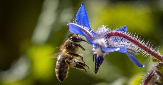 El 75 % de los cultivos de alimentos dependen de la polinización de insectos como las abejas / Foto: EFE