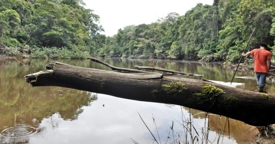  "Ecuador es uno los diecisiete países megadiversos del mundo y es el primero si se considera la densidad existente por cada metro cuadrado" / Foto: EFE