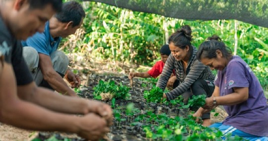 La iniciativa involucra a unos 350 familias en la provincia de Orellana para impulsar cultivos de café robusta y arábigo / Foto: cortesía SICA