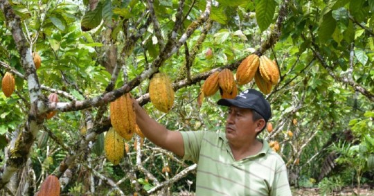 Desde hace 14 años se dedica al cultivo de cacao en Yantzaza/ Foto: cortesía Prefectura Zamora Chinchipe