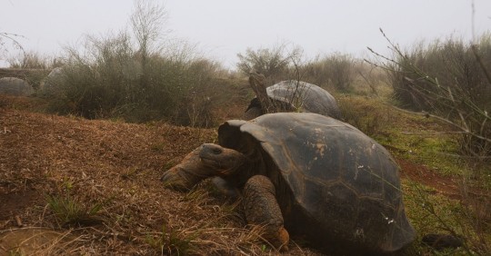 La expedición científica está formada por guardaparques y científicos de la Dirección del Parque Nacional Galápagos y del proyecto Galapagos Conservancy. Foto: EFE