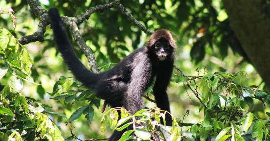 Este primate, actualmente considerado uno de los más amenazados del mundo, enfrenta riesgos significativos/ Foto: cortesía