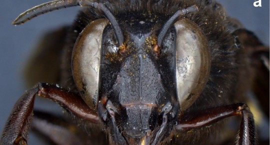 Descubren en Ecuador un caso de una abeja andrógina: mitad hembra, mitad macho / Foto: EFE