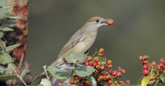 Los investigadores examinaron datos de reproducción de 201 poblaciones de 104 especies de aves de todo el mundo entre 1970 y 2019 / Foto: EFE