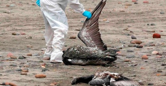 El MAATE informó este sábado que activó el protocolo de vigilancia y seguimiento en la provincia costera del Guayas, tras la presencia de aves muertas / Foto: cortesía 