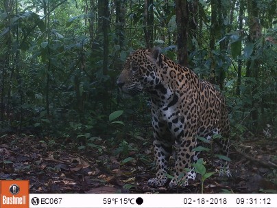 Reserva de Producción de Fauna Cuyabeno - Foto: WWF - Ecuador