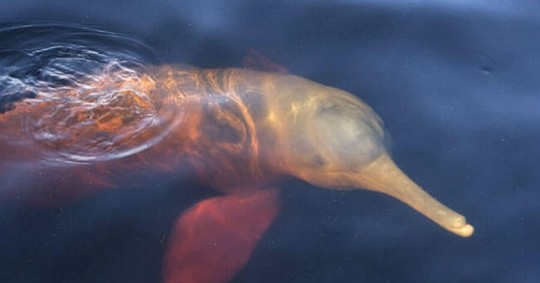 En 2019, un grupo de científicos concluyó que en Ecuador hay un total de 48 delfines de río/ Foto: Cortesía Sacha Ñampi