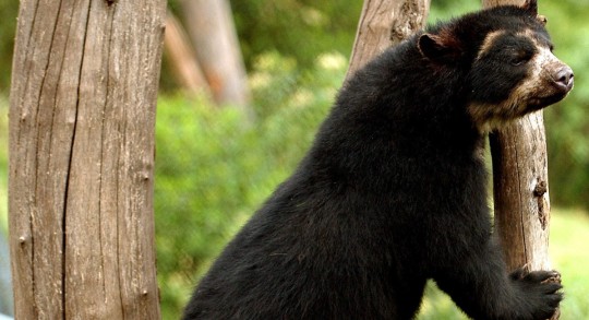 Ratifican la importancia de conectar los bosques en Ecuador tras avistar un oso andino / Foto: EFE