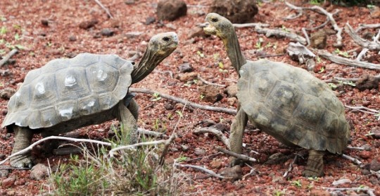 191 tortugas gigantes fueron liberadas en isla Santa Fe / Foto EFE