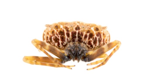 Una nueva especie de araña cazadora fue descubierta en la Amazonía de Ecuador / Foto: INABIO