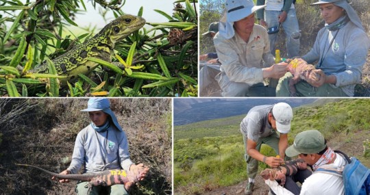 El equipo expedicionario documentó sitios de anidación y detectó tanto nidos activos como neonatos e iguanas rosadas juveniles de diferentes edades / Foto: cortesía ministerio de Ambiente