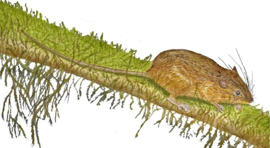 Investigadores describen nueva especie de roedor en Morona Santiago /  Ilustración: cortesía Glenda Pozo