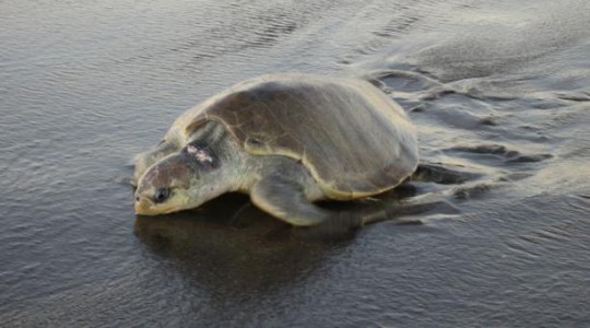 La tortuga Olive Ridley (Lepidochelys olivacea) también es conocida como olivácea o golfina. Foto: El Comercio